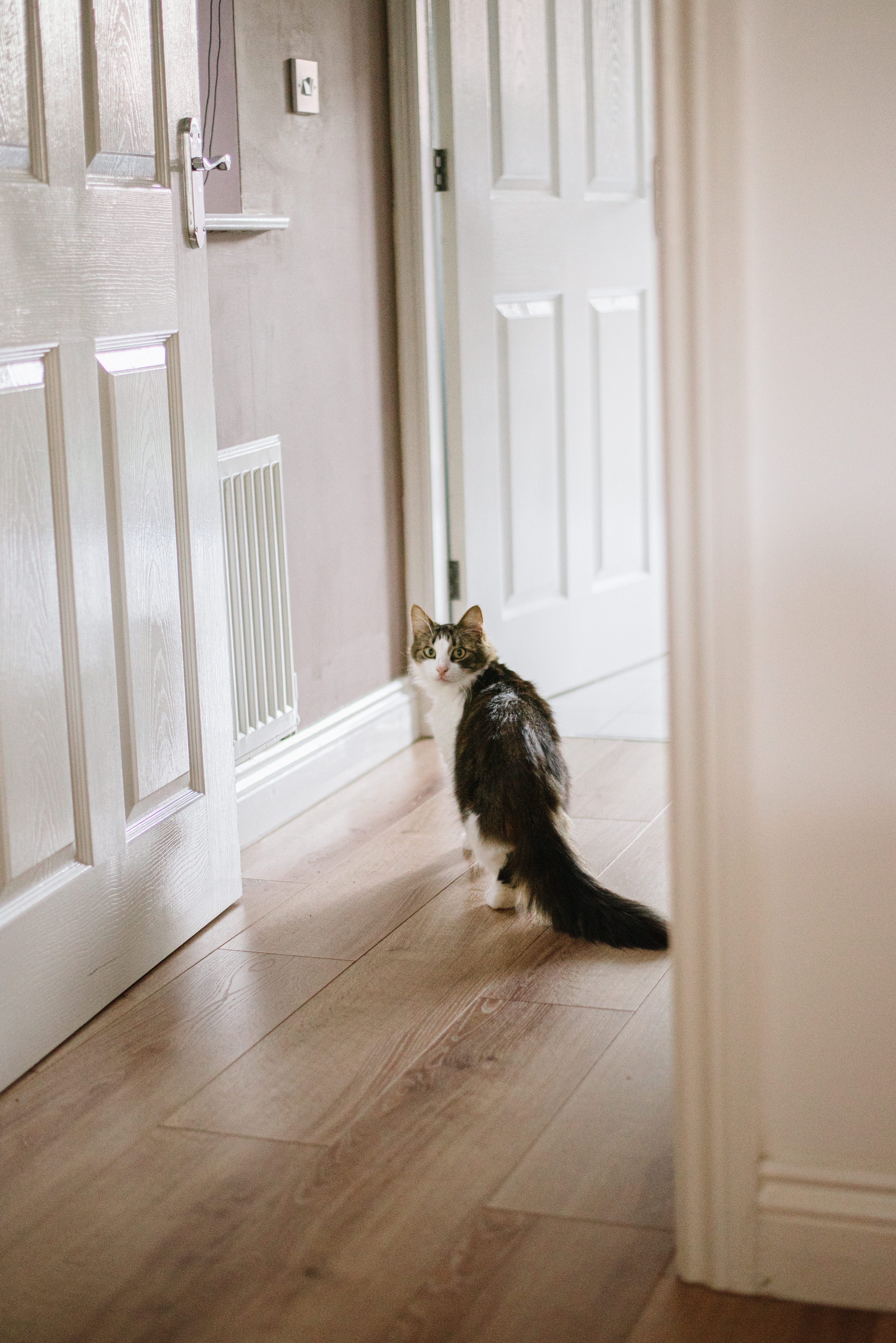 Why do cats always wait outside the bathroom door, learn about this interesting habit.