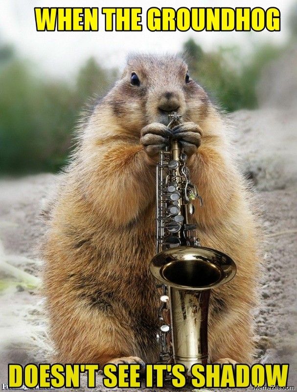 Need a Good Laugh Today The Funniest Groundhog Day Meme to Share Right Now