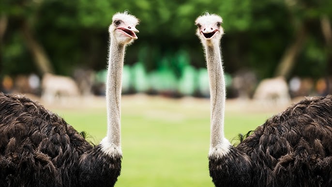 What are Fluffy Ostrichs? (Everything you need to know about this animal!)