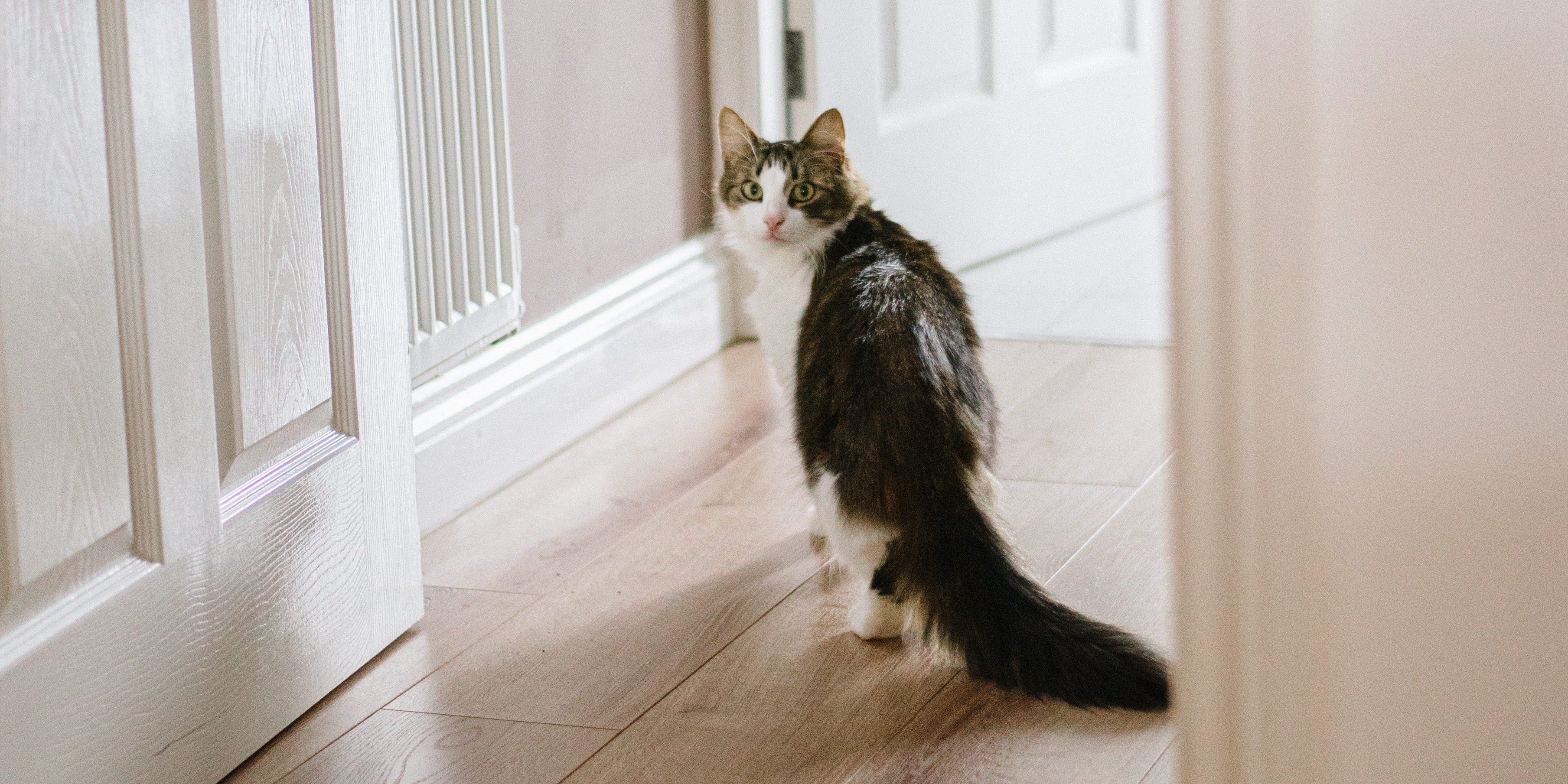 Why do cats always wait outside the bathroom door, learn about this interesting habit.