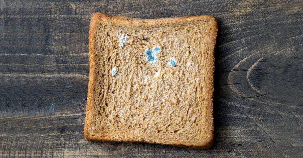 What Causes White Mold On Bread? Here Are Simple Tips to Prevent It!