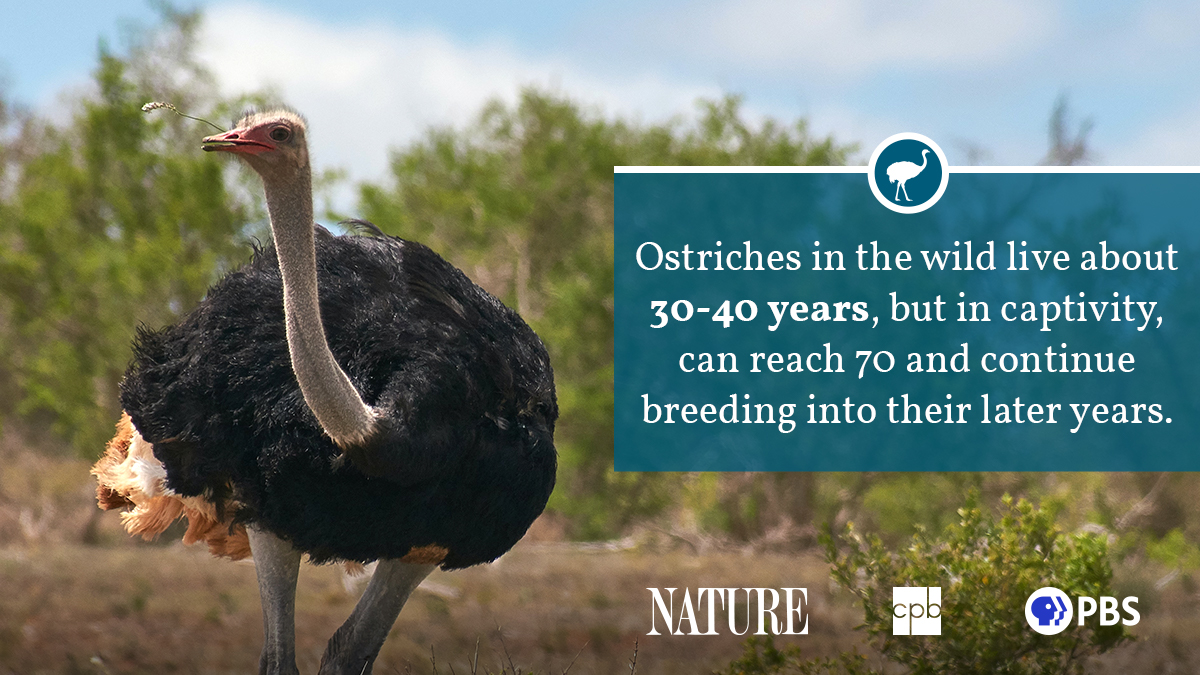 What are Fluffy Ostrichs? (Everything you need to know about this animal!)
