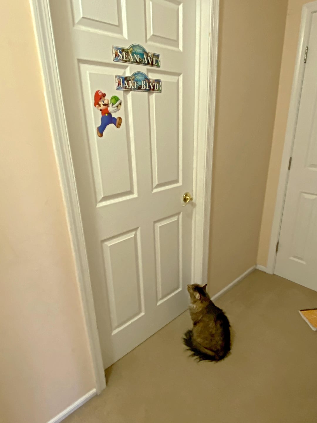 Why do cats always wait outside the bathroom door, learn about this interesting habit.