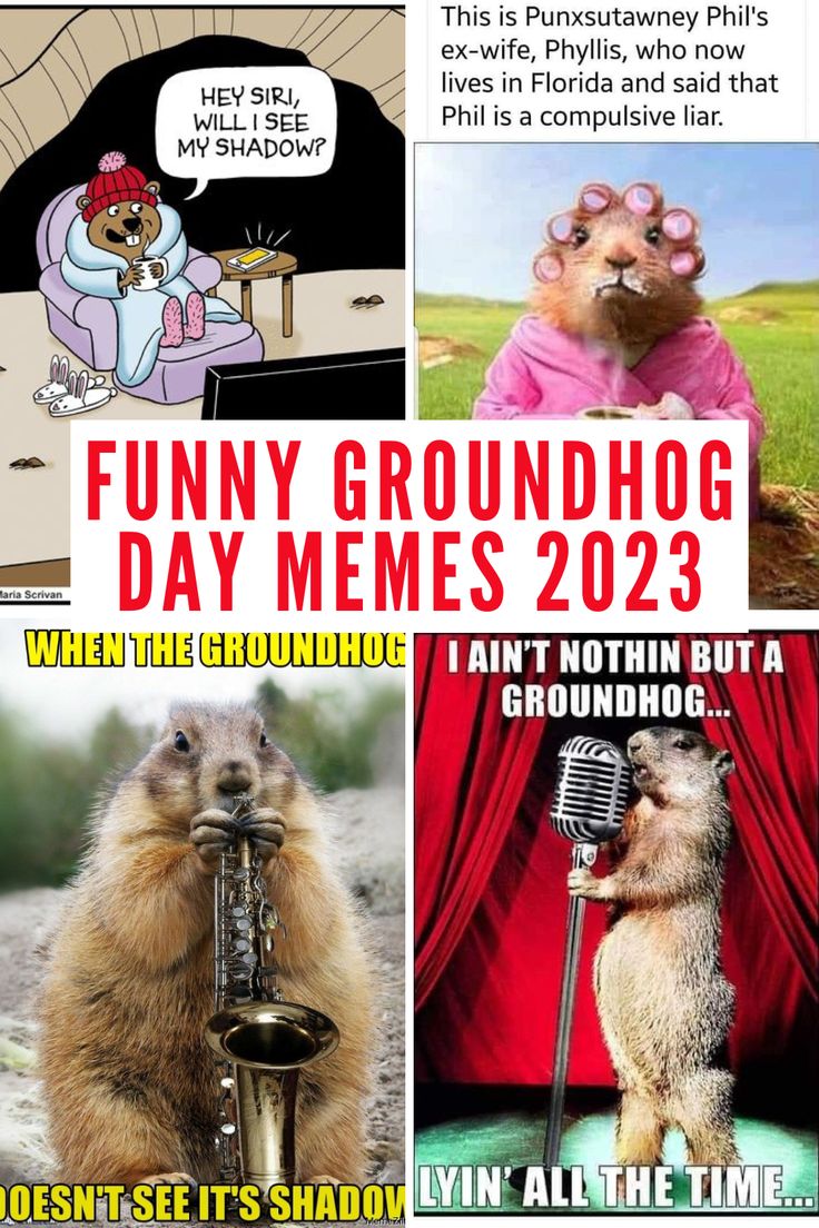 Need a Good Laugh Today The Funniest Groundhog Day Meme to Share Right Now