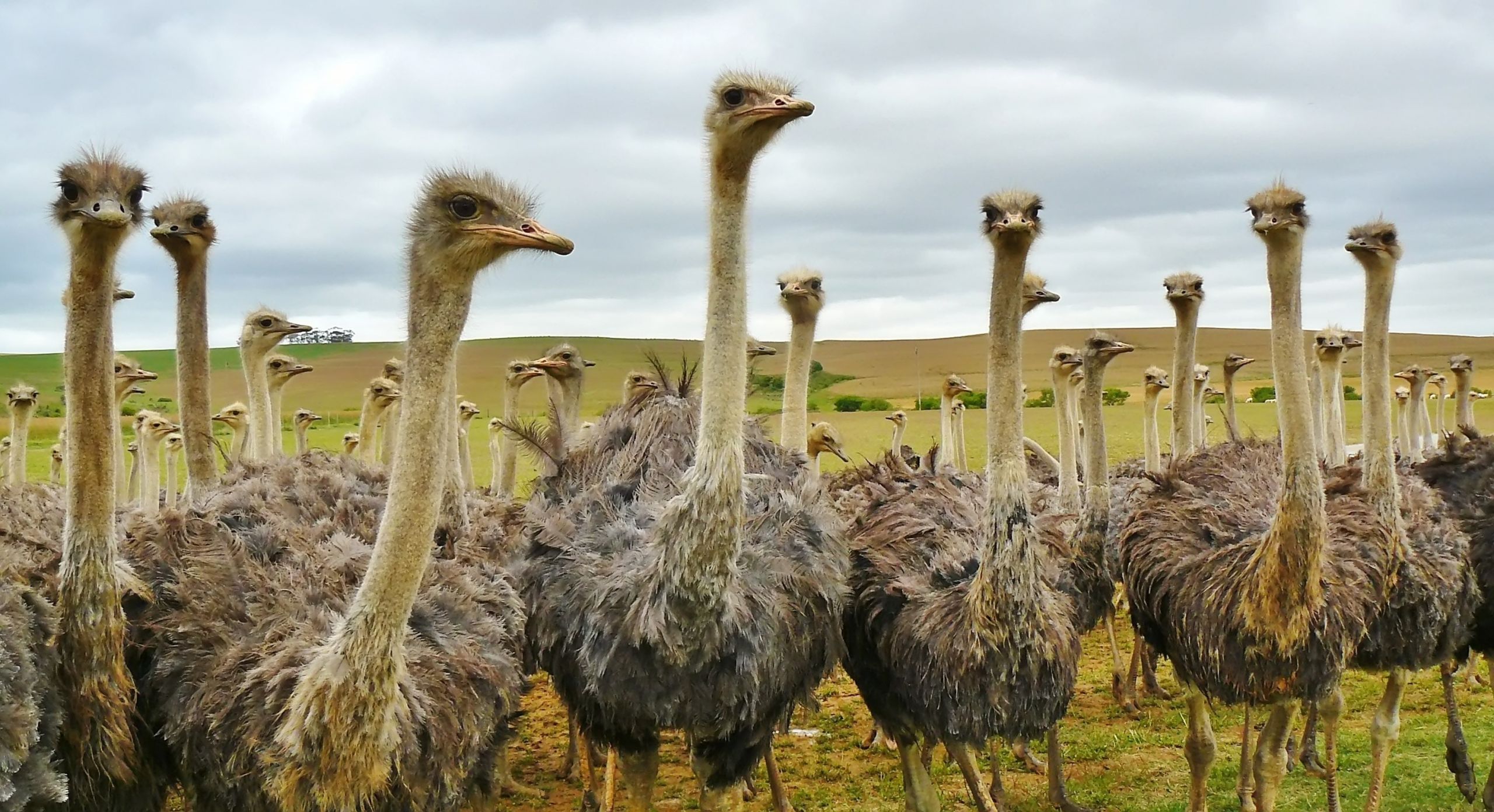 What are Fluffy Ostrichs? (Everything you need to know about this animal!)