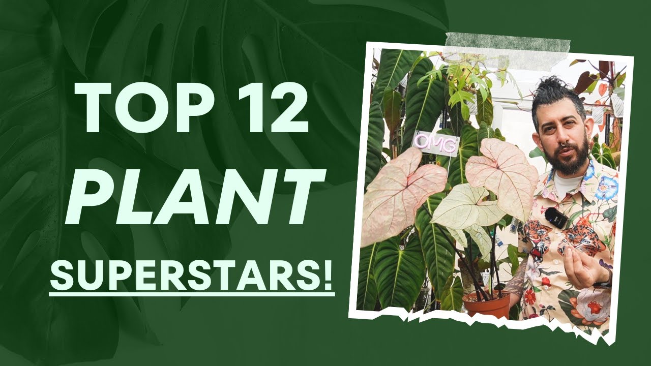 Magic Blossom Unveiled: How to Grow and Care for This Unique Plant