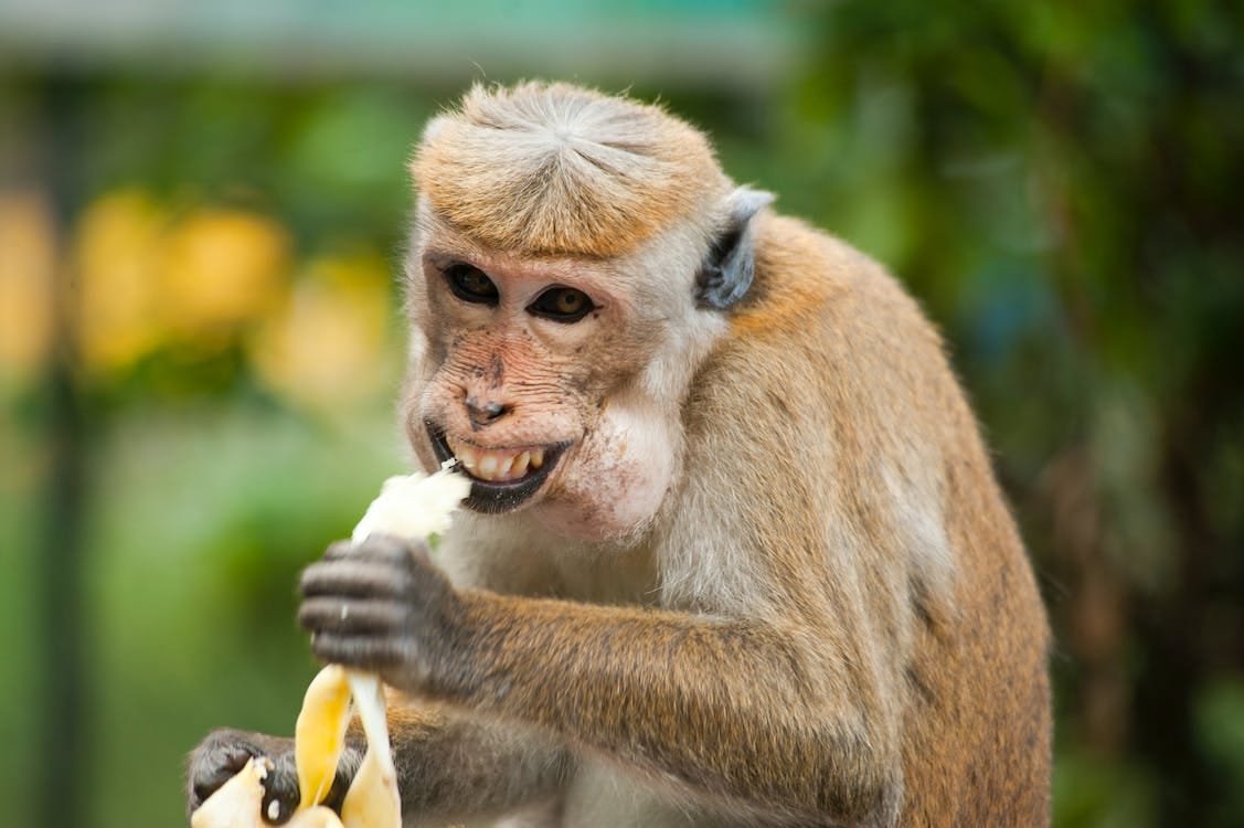 Banana Monkey: Whats the Deal? Everything You Need to Know is Right Here!