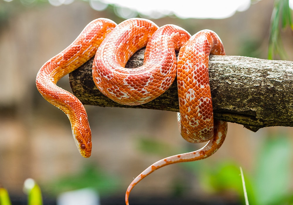 Ever Wondered What Are Snakes a Symbol Of? Get the Answer!