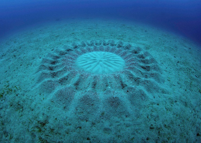 Pufferfish Mandala Art: Where to Find the Best Designs? (Check Out These Awesome Artists and Patterns)
