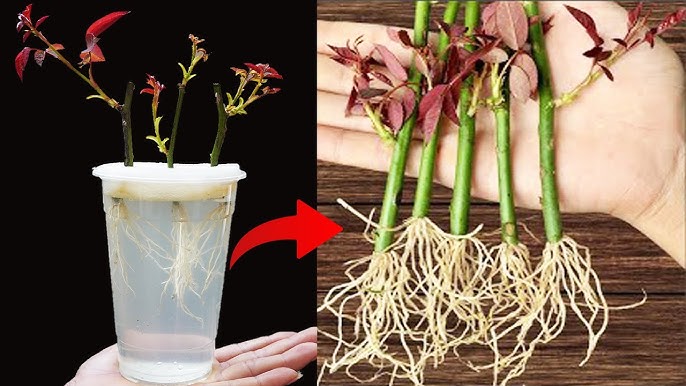 Magic Blossom Unveiled: How to Grow and Care for This Unique Plant