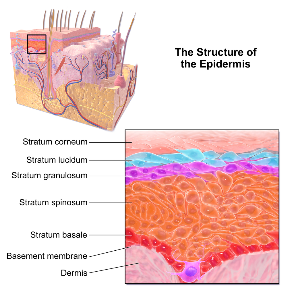 Is My Skin Waterproof? Skin is Relatively Waterproof Because of Natural Defenses