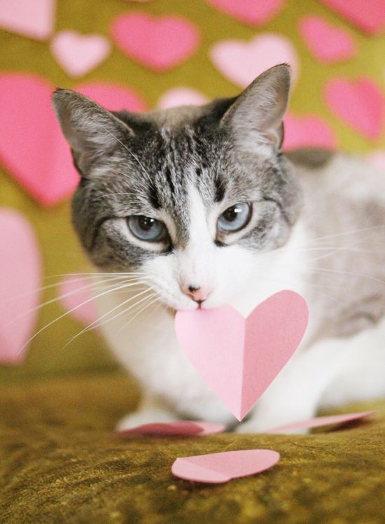 Cute Cat Valentine Photos! Check Out These Adorable Pics!