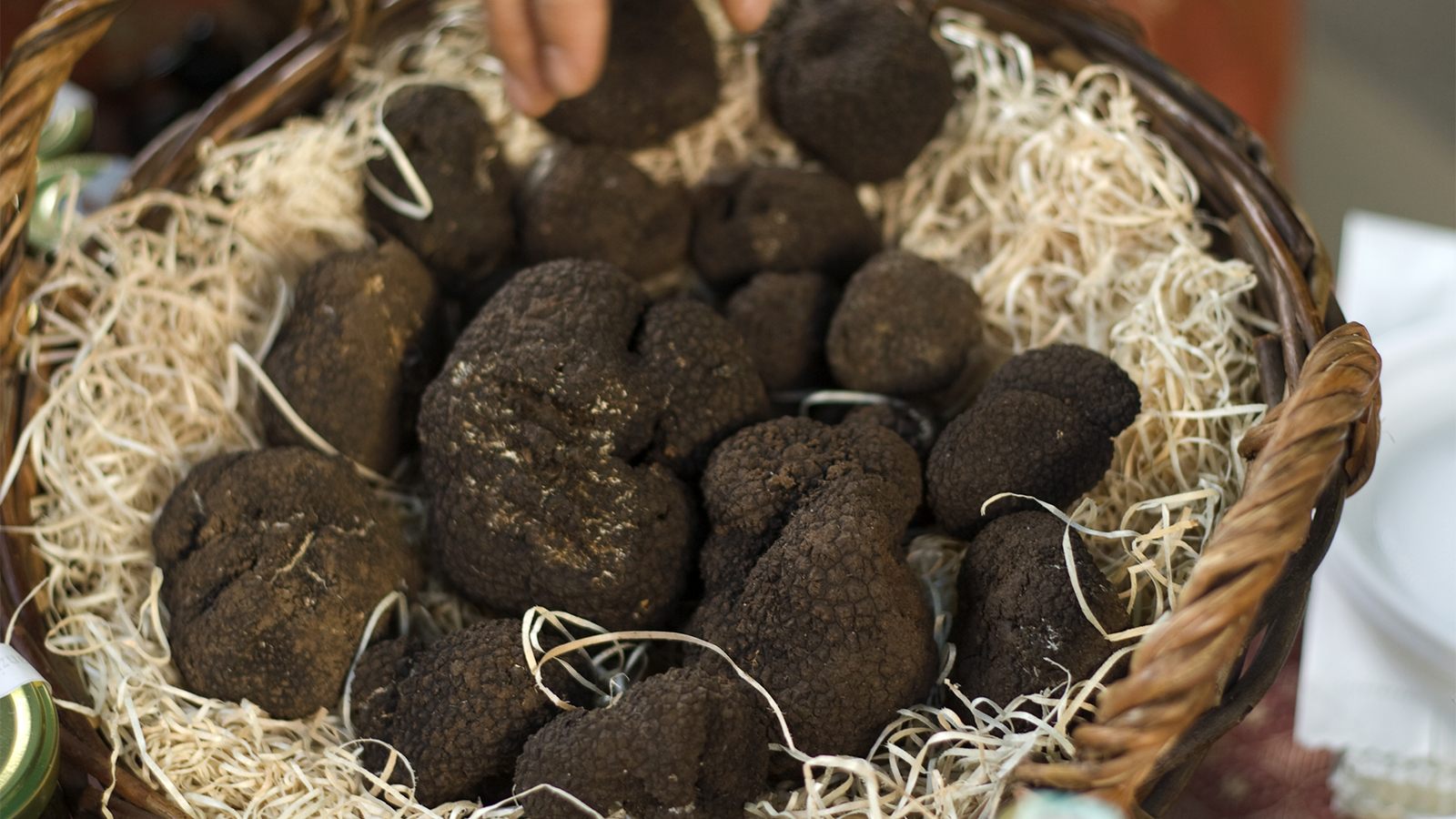 What are the most expensive truffles & Where to find them?