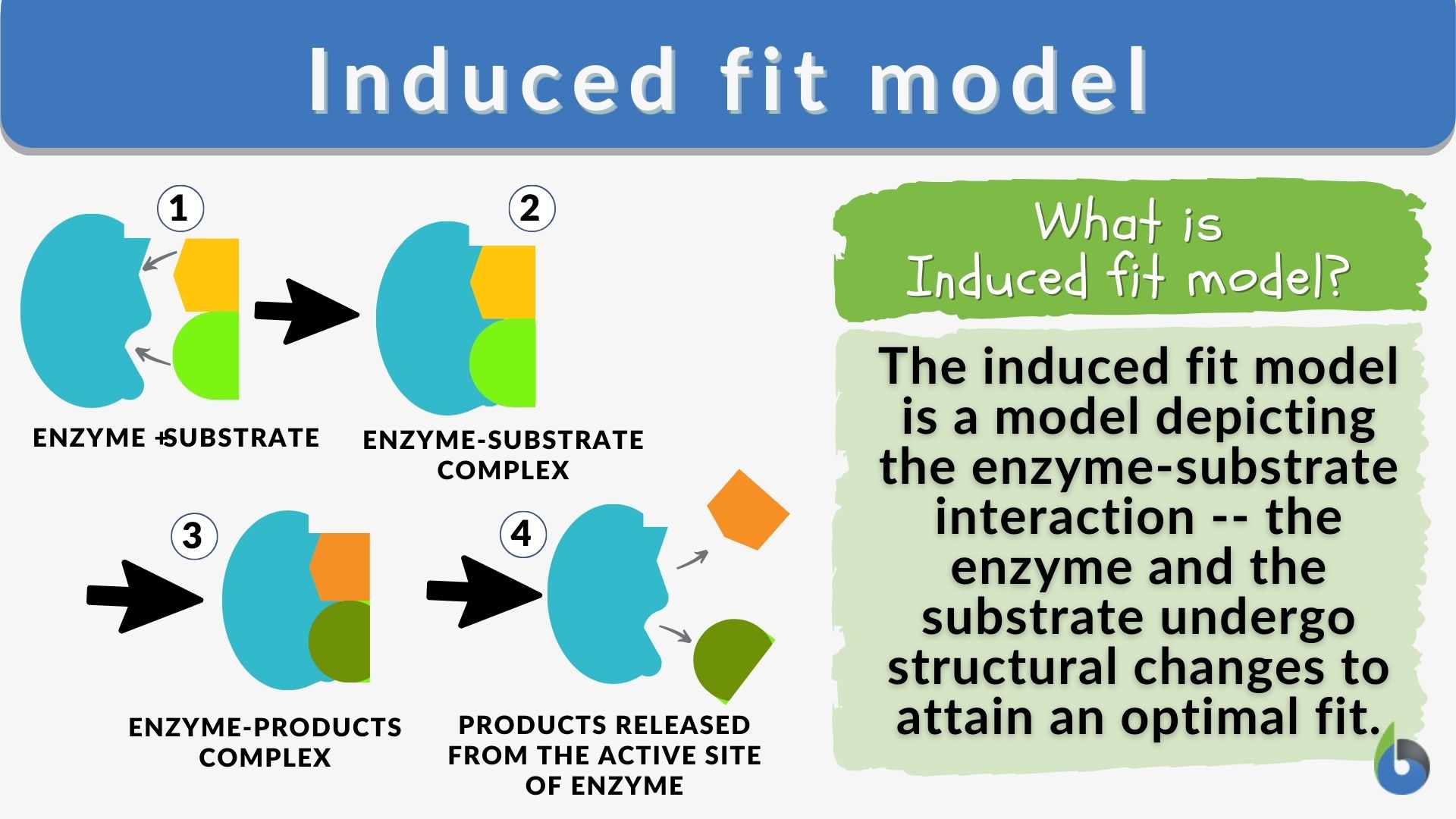Fit Modeling Meaning Explained: (Easy-to-Understand Definition & Examples)