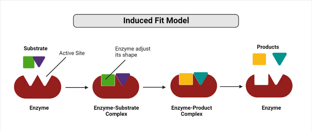 Fit Modeling Meaning Explained: (Easy-to-Understand Definition & Examples)