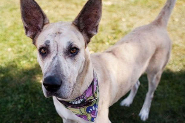 Great Dane Chihuahua Mix: Is It the Right Dog For You?
