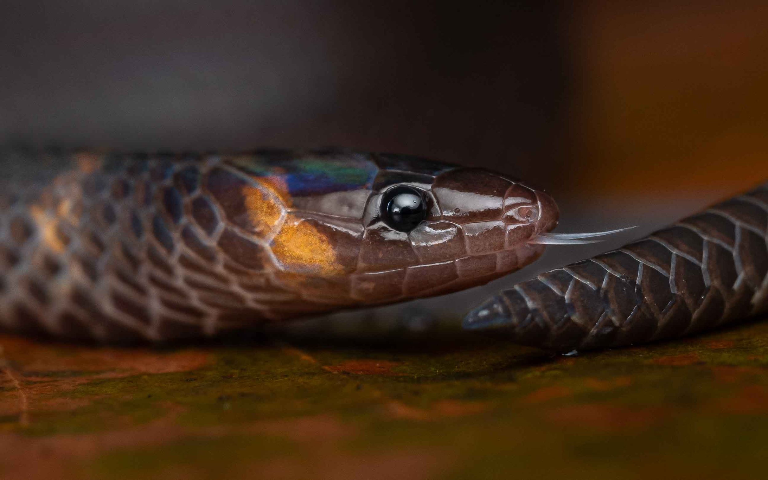 What is a Reed Snake? All About Reed Snakes Here