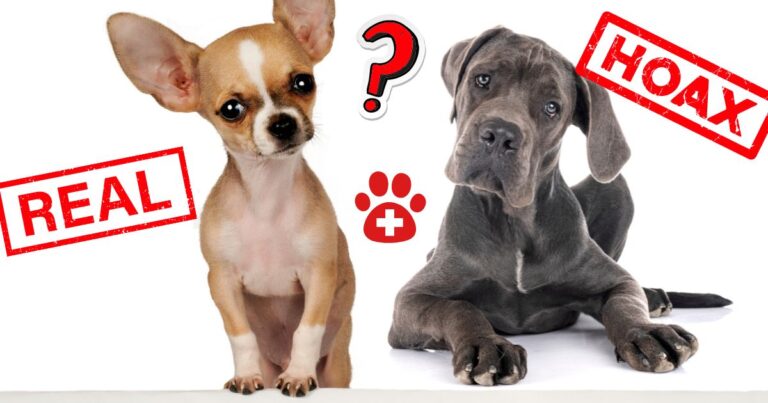 Great Dane Chihuahua Mix: Is It the Right Dog For You?