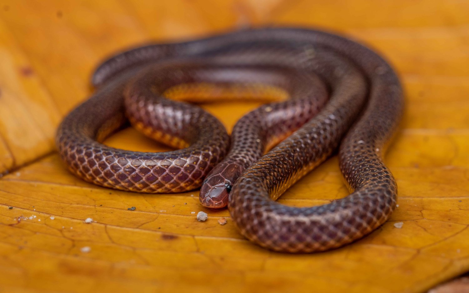 What is a Reed Snake? All About Reed Snakes Here