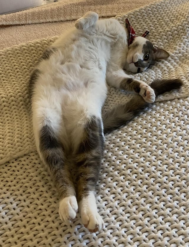 Help, my cat is peeing on clothing, learn how to solve this problem quickly.