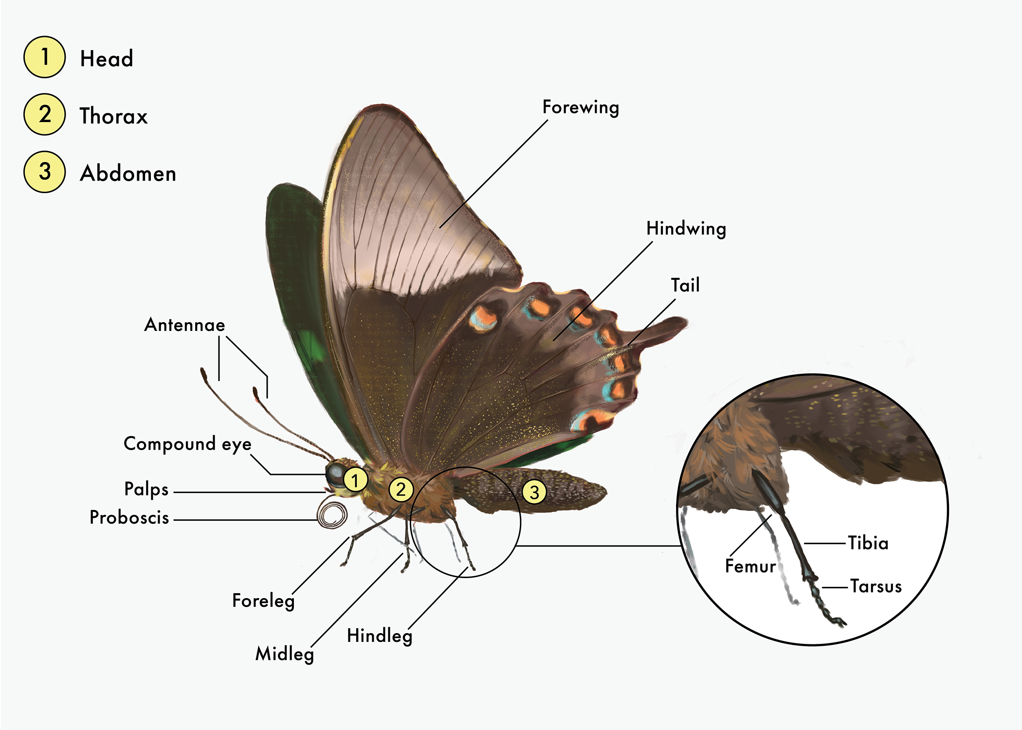Are butterfly with feathers real insects? (Find out the truth about these amazing winged bugs today!)