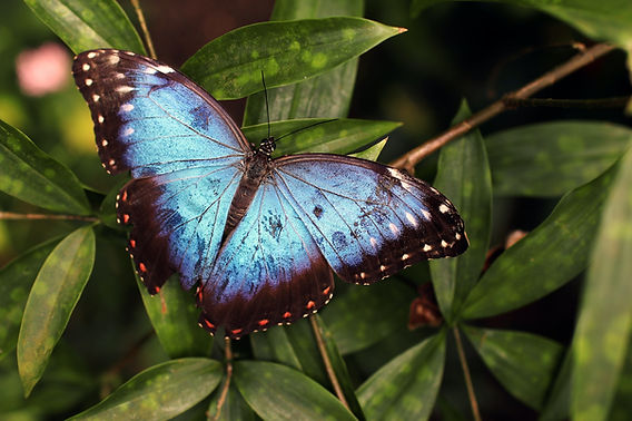 Are butterfly with feathers real insects? (Find out the truth about these amazing winged bugs today!)