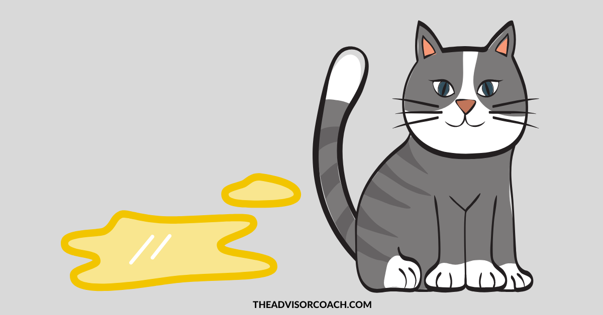 Help, my cat is peeing on clothing, learn how to solve this problem quickly.