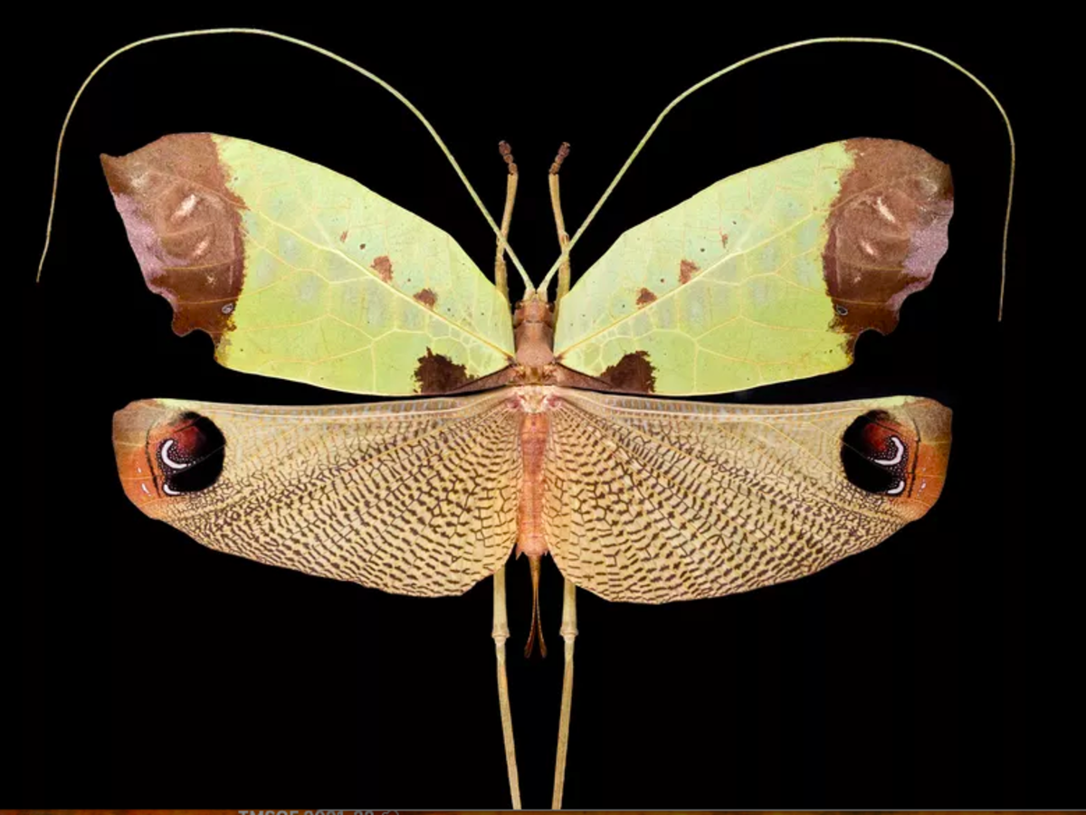 Are butterfly with feathers real insects? (Find out the truth about these amazing winged bugs today!)