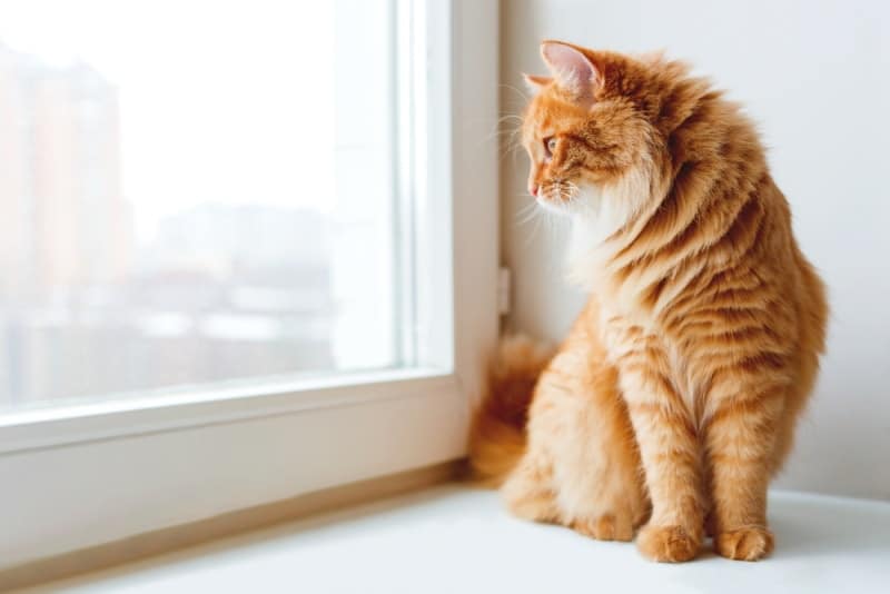 My cat is always looking out of window! (What you should know and do now)