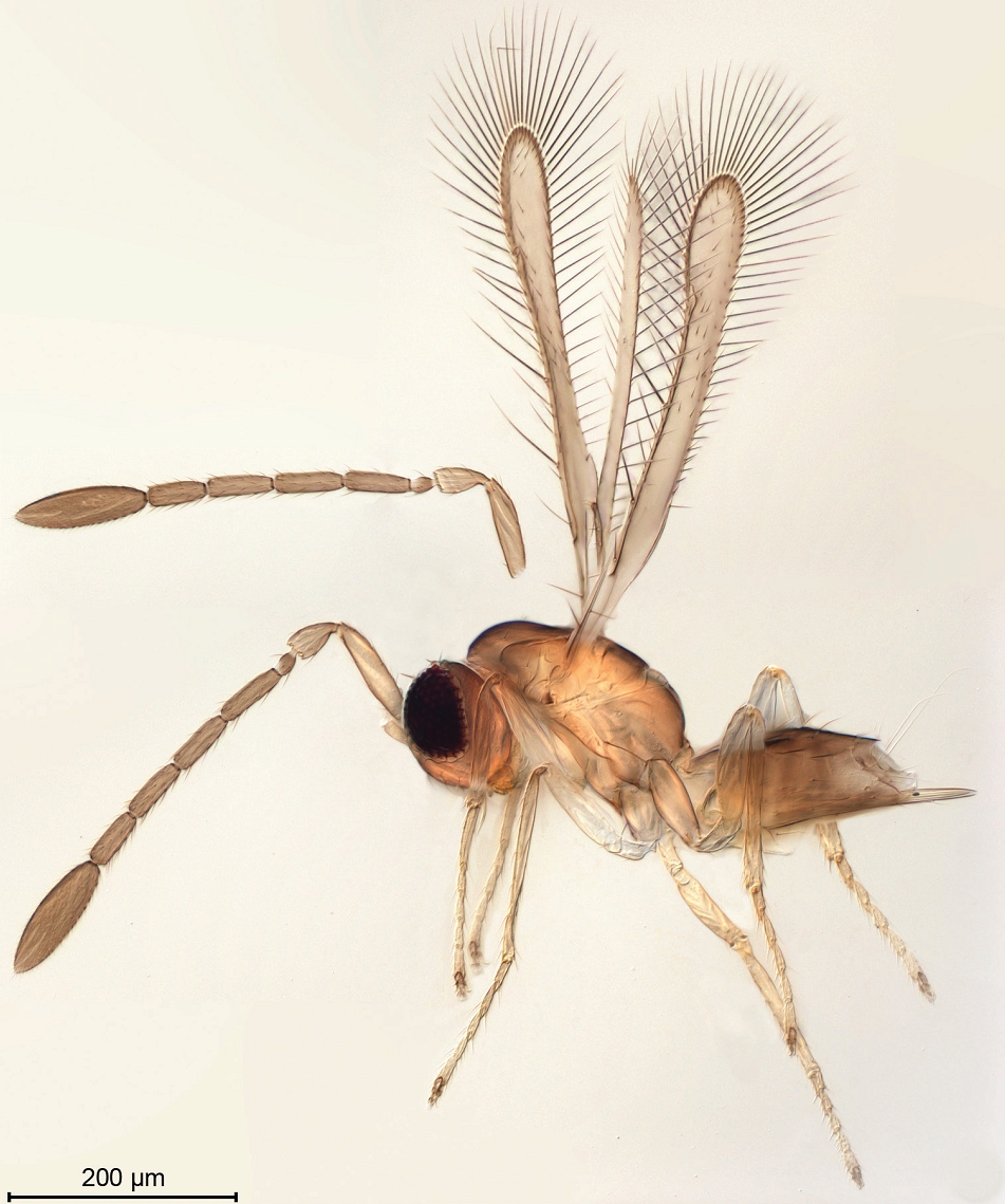Are butterfly with feathers real insects? (Find out the truth about these amazing winged bugs today!)
