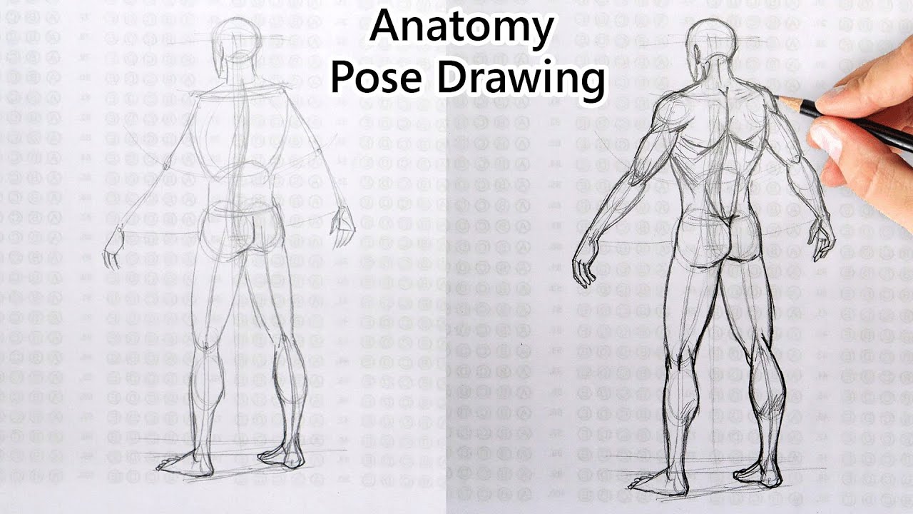 Best Back Drawing Reference Poses Solve Common Anatomy Problems Now