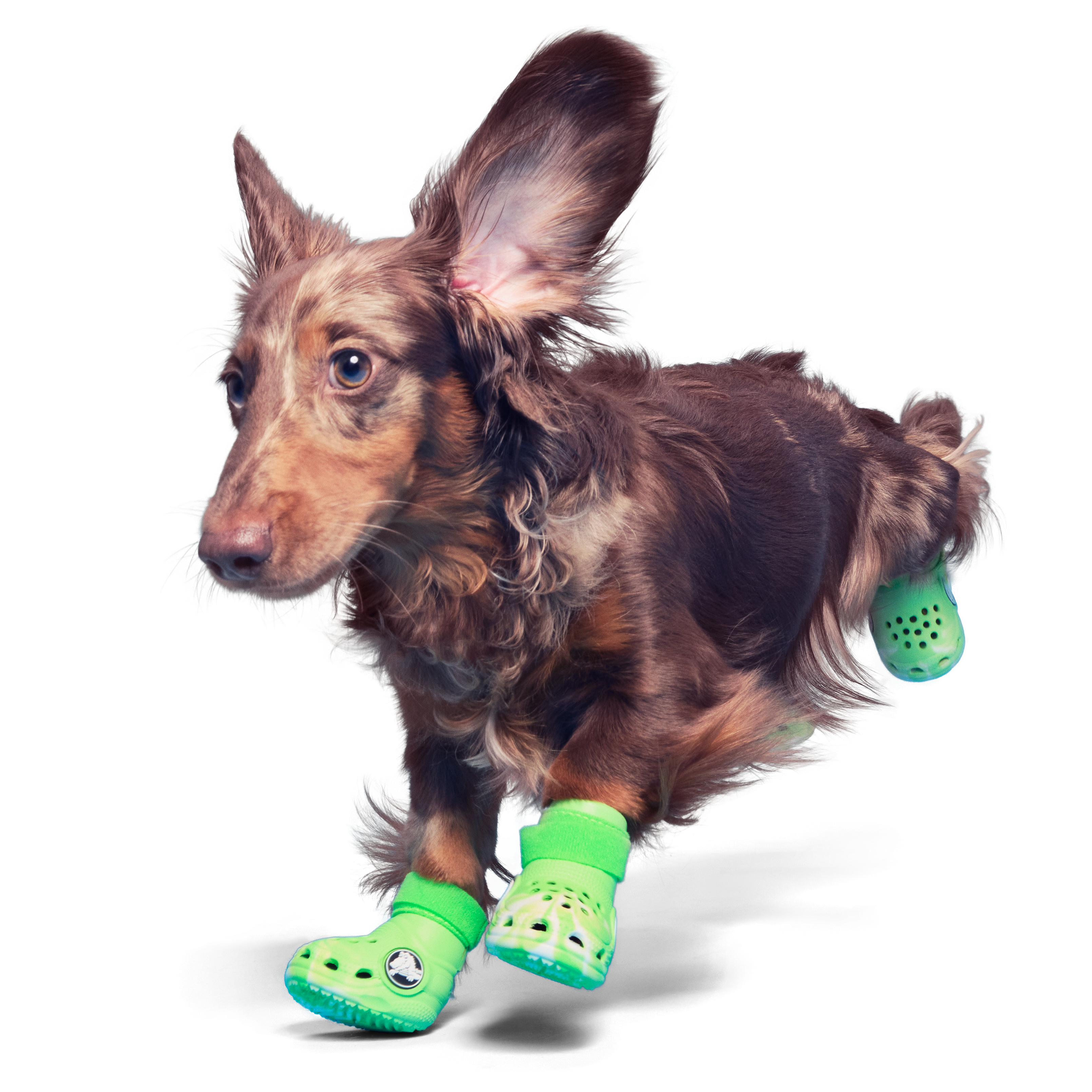 What Are Benefits of Bark Crocs? Know Why Vets Recommend These!