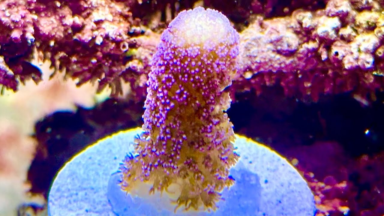 Best aka coral products? (User reviews and top picks to consider!)