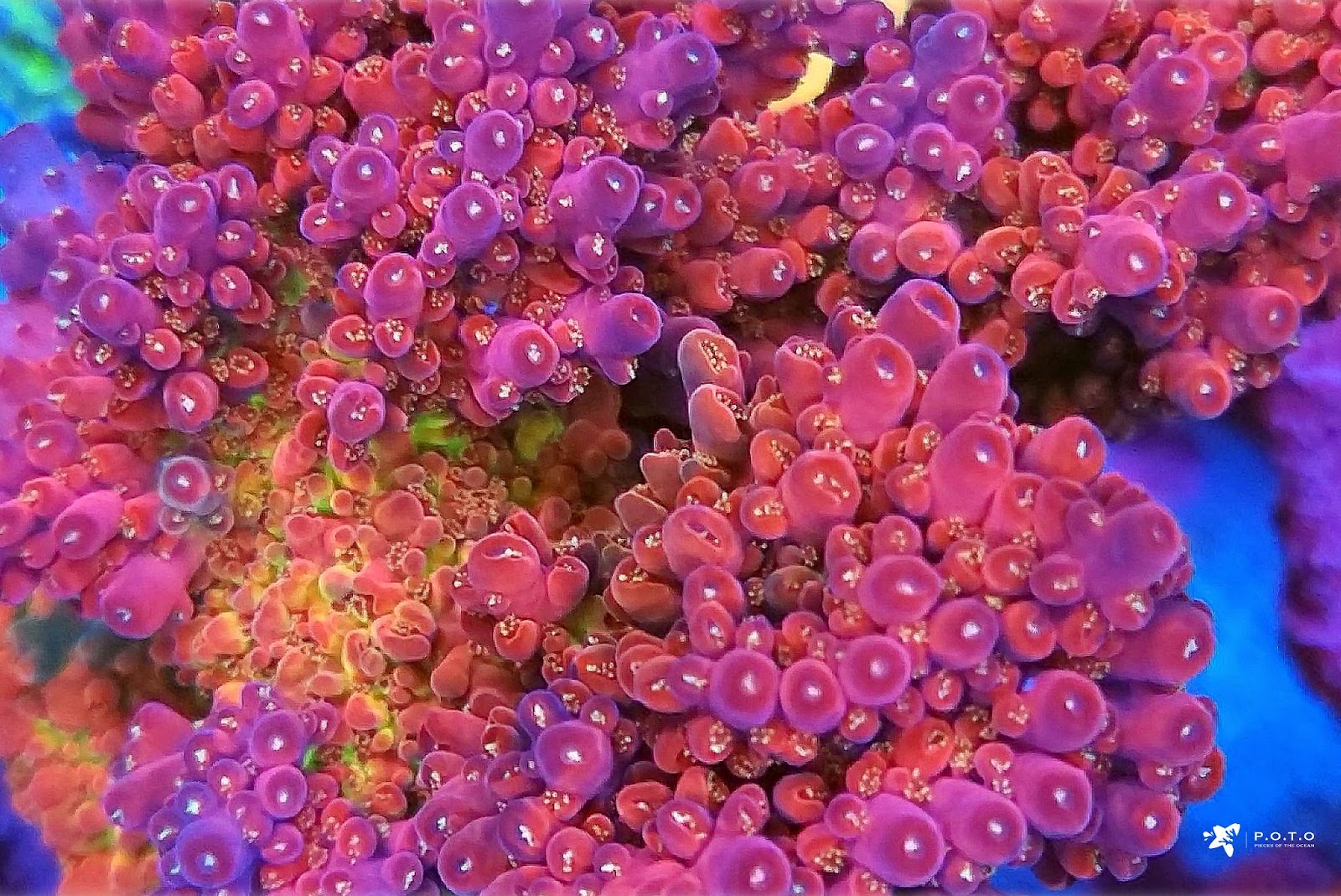 Best aka coral products? (User reviews and top picks to consider!)