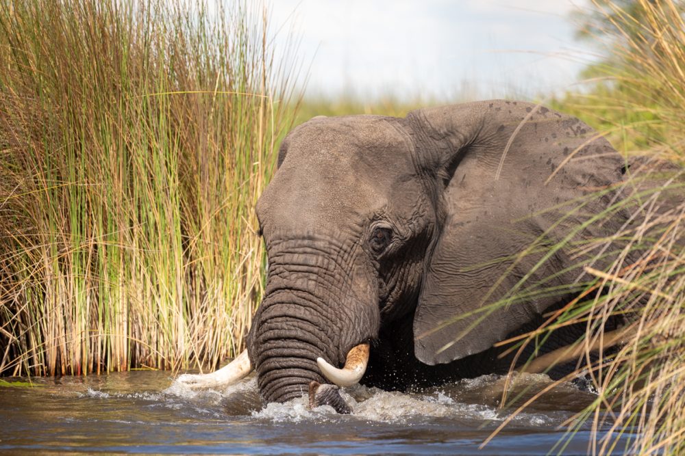 Botswana sort usage tips: where to apply this method properly