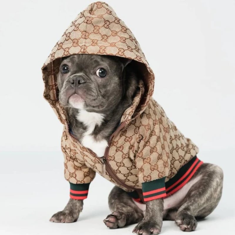 Gucci Pug How To Find The Coolest Outfits For Your Pup