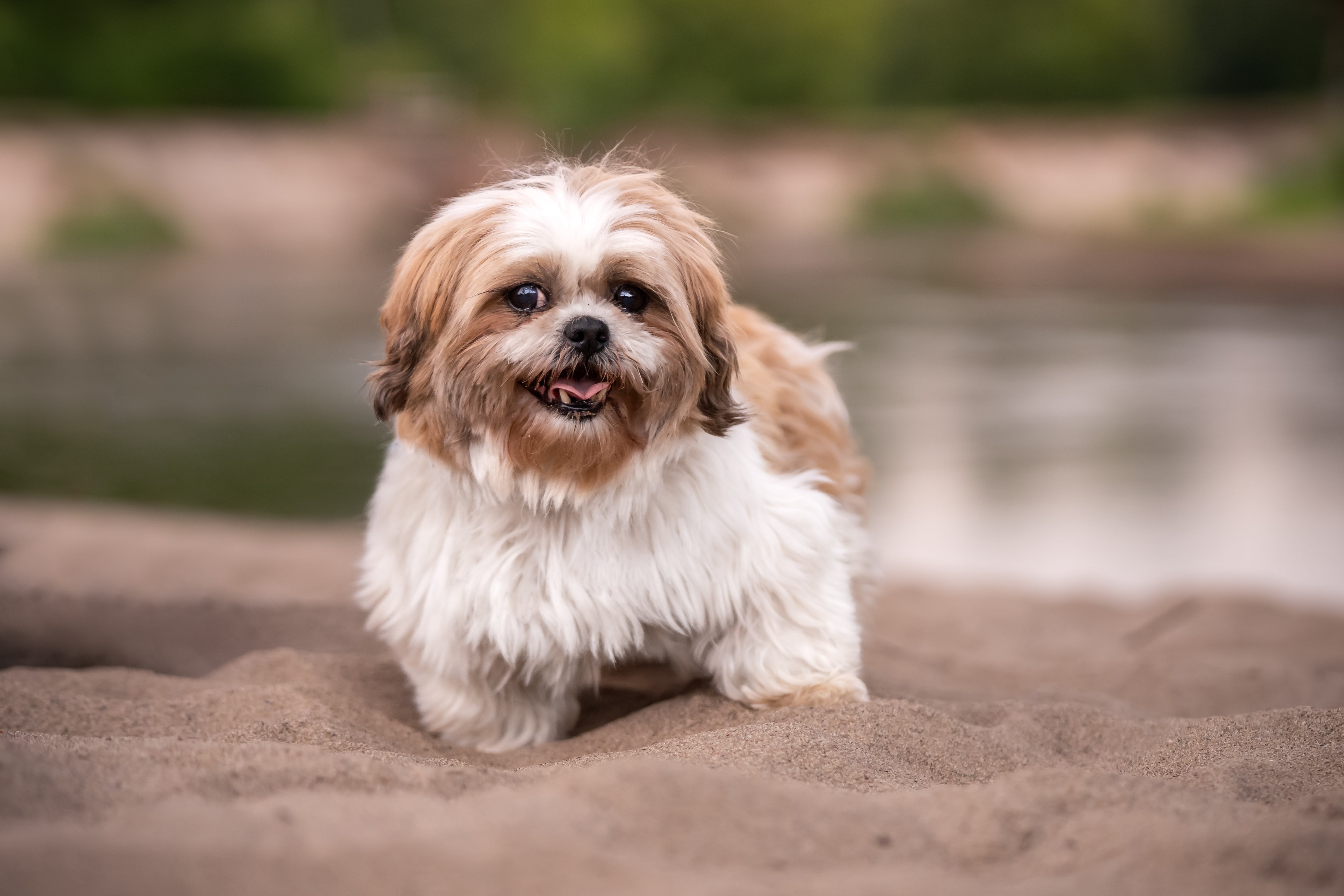 Long Haired Shih Tzu Adoption Where To Find Your New Pet