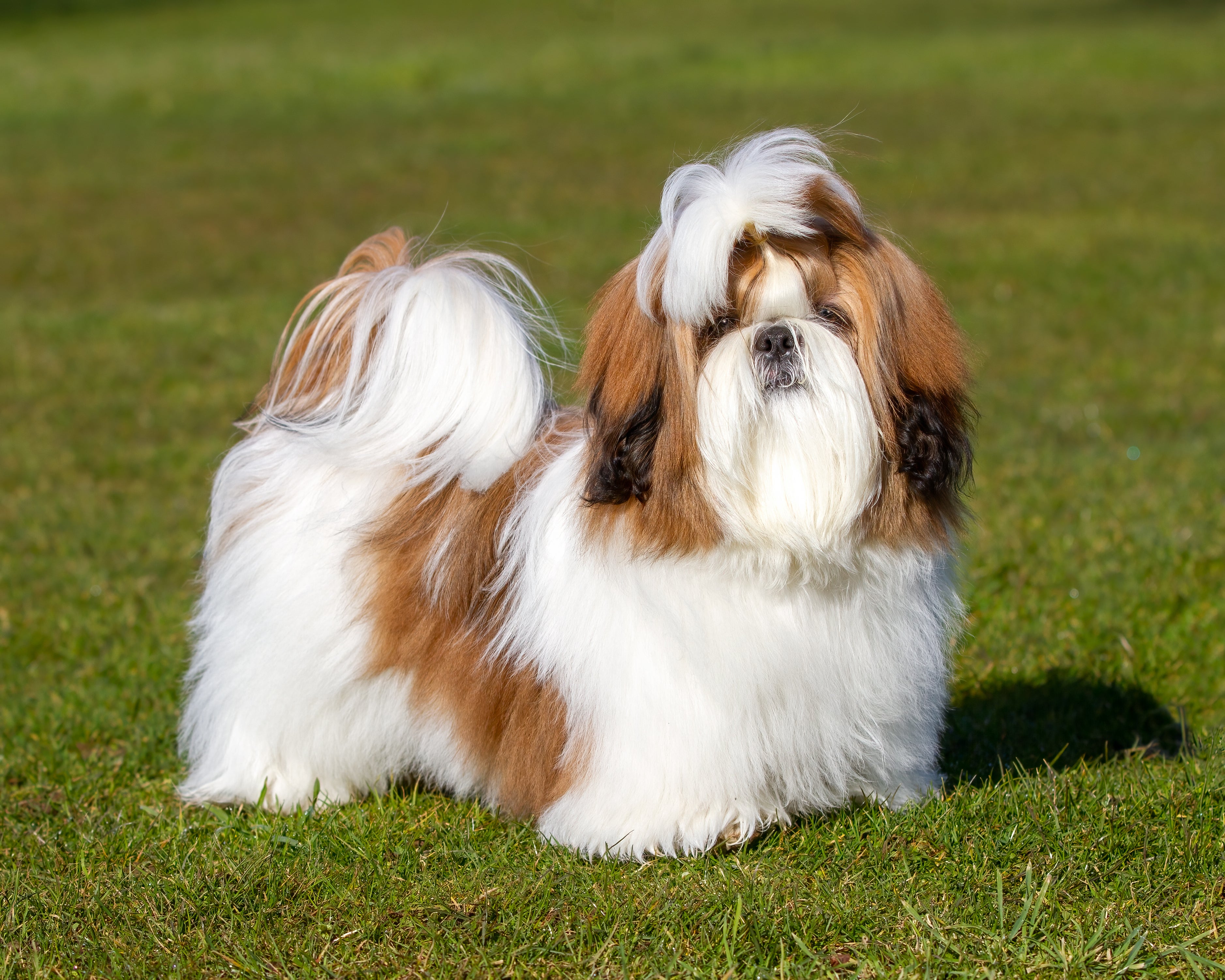 Long Haired Shih Tzu Adoption Where To Find Your New Pet