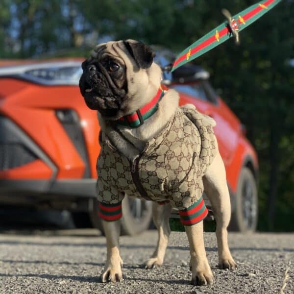 Gucci Pug How To Find The Coolest Outfits For Your Pup