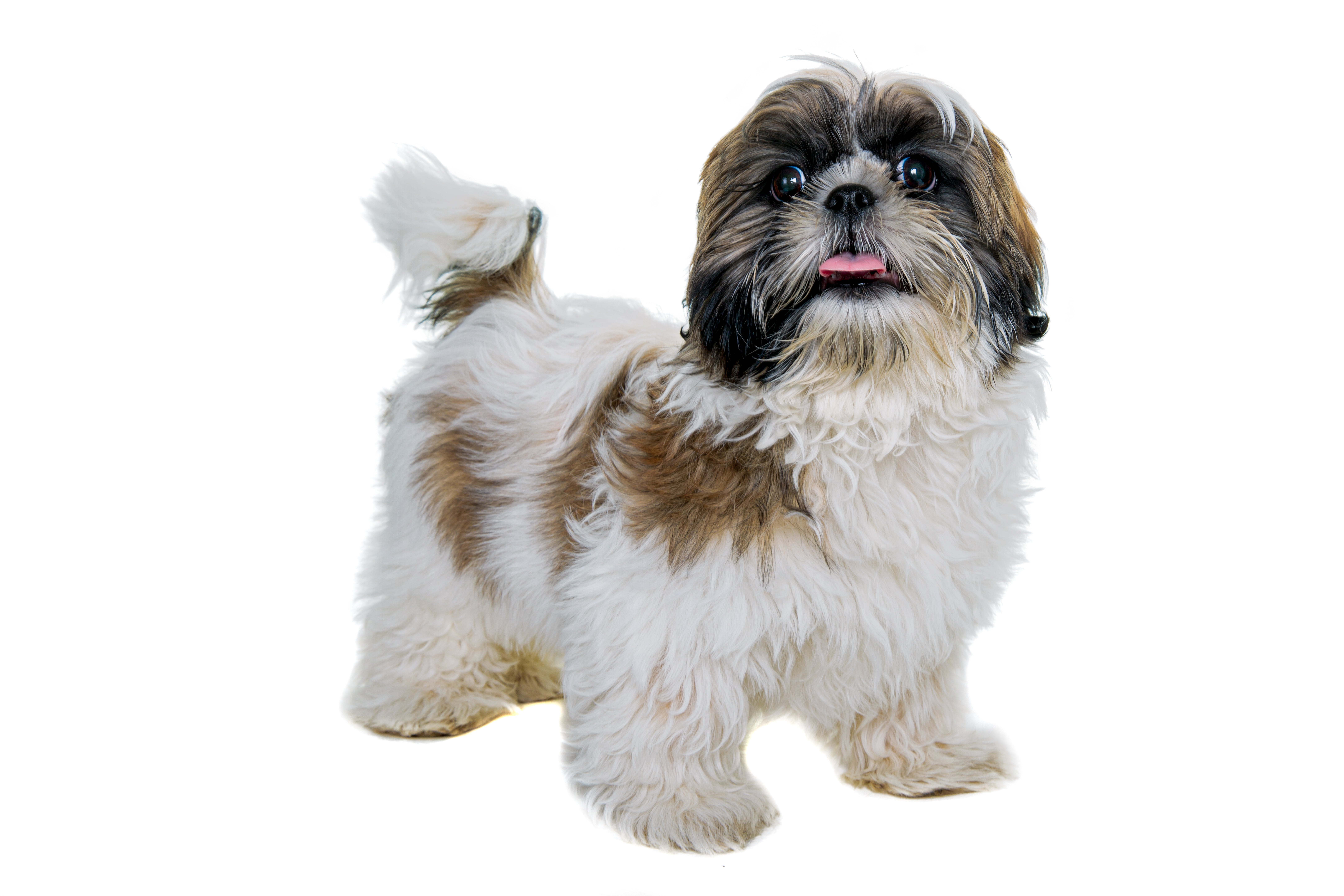 Long Haired Shih Tzu Adoption Where To Find Your New Pet