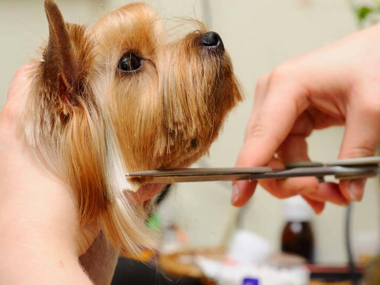 Why choose a beauty dog grooming service (money saving tips today)